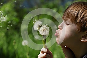 Child and dandelions