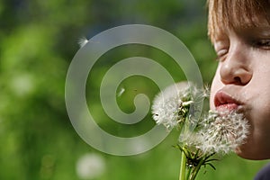 Child and dandelions