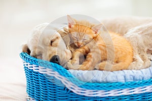 Child, dog and cat. Kids play with puppy, kitten photo