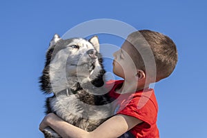 Child and dog look at each other. Boy hugged with love Siberian husky dog, isolated on blue. Friends together.