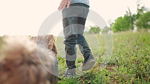 child and dog walking in the park. happy family pet kid dream concept. dog and child legs close-up walk in nature on the