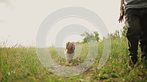 child and dog walking in the park. happy family pet kid dream concept. dog and child legs close-up walk in nature on the