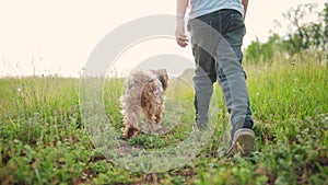 child and dog walking in the park. happy family pet kid dream concept. dog and child legs close-up walk in nature on the