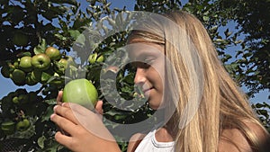 Child Eating Apple, Kid in Orchard, Farmer Girl Studying Fruits in Tree