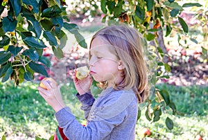 Child eating apple in orchard and picking more