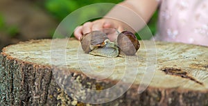 The child examines the snails on the tree. Selective focus.