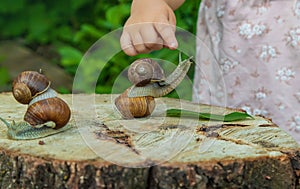 The child examines the snails on the tree. Selective focus.