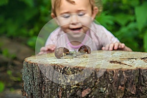 The child examines the snails on the tree. Selective focus.