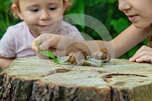 The child examines the snails on the tree. Selective focus.