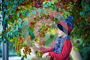 Child on a farm in autumn. Little boy playing in decorative apple tree orchard. Kid pick fruit. Toddler eating fruits at harvest.