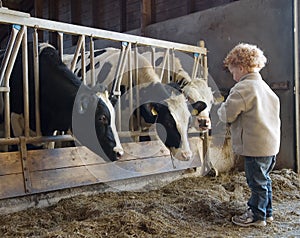 Child farmer and cows