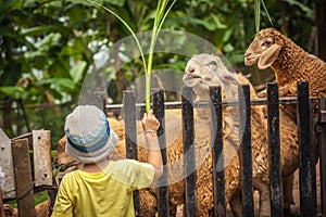 Child farmer feeding sheep in farm