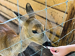 A child fedding small deer in the zoo, behind a mesh fence.