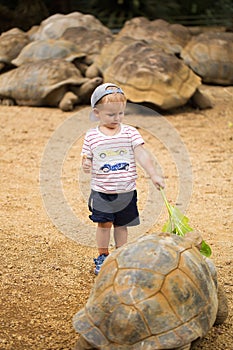 Child feeding Aldabra giant tortoise. Mauritius island