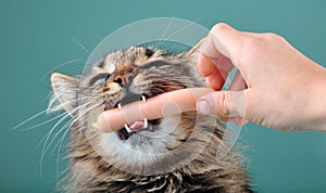 Child feeding a cat with a frankfurter sausage