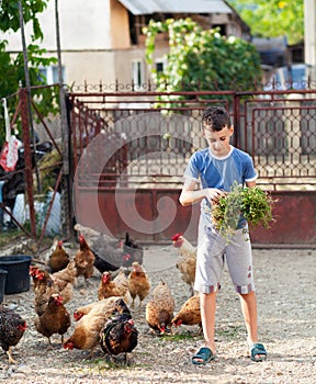 Child feeding chickens in the countryside