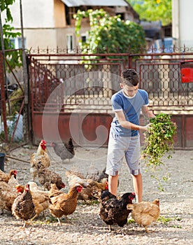 Child feeding chickens in the countryside