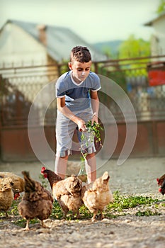 Child feeding chickens in the countryside