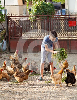 Child feeding chickens in the countryside