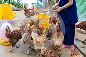 Child is feeding chickens in hen-house for cage-free farming which is the traditional animal raising in rural. It is the