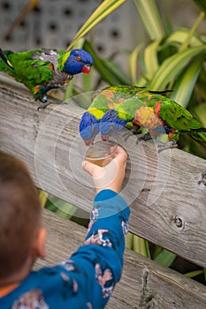 Child feeding Colourful Parrot Rainbow Lorikeets