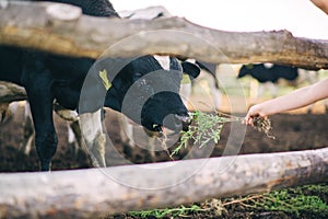 Child feeding cow with grass in cowshed