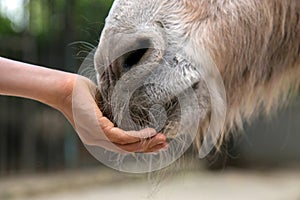 Child feeding donkey close up.