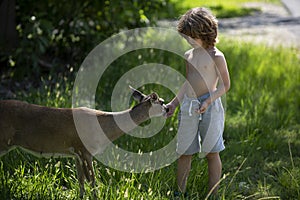 Child feeding fawn deer outdoor. Pretty boy with baby animal at park. Kids adaptation.