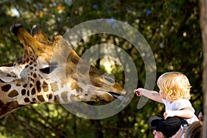 Child Feeding A Giraffe photo