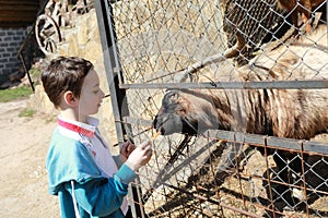 Child feeding goat with carrot