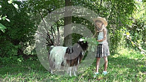 Child Feeding Goat in Courtyard, Farmer Girl Pasturing Animals in Garden 4K