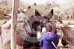 Child feeding a group of donkeys through fence, vintage effects