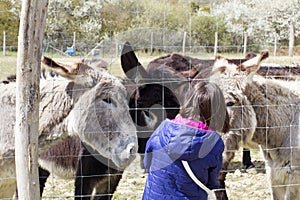 Child feeding a group of friendly donkeys through fence
