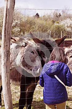 Child feeding group of friendly donkeys through fence, vintage effects