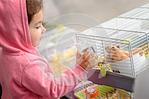 A child feeding hamster a water. Toddler child young girl playing with pet hamster.