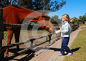 Child feeding horse