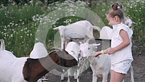 Child feeding a little white goat at the farm