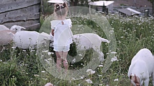 Child feeding a little white goat at the farm