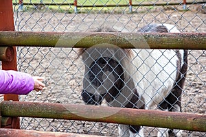Child feeding pony in mini zoo ,
