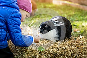 child feeding rabbit with grass at mini zoo