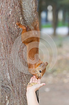 Child feeding red squirrel