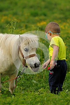 Child feeding white pony