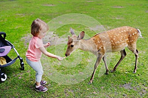 Child feeding wild deer at petting zoo. Kids feed animals at outdoor safari park. Kid and pet animal.