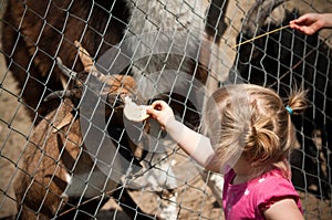 Child feeding zoo animal