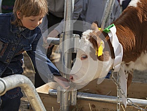 Child feeds brown calf