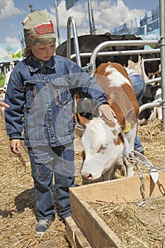 Child feeds brown calf