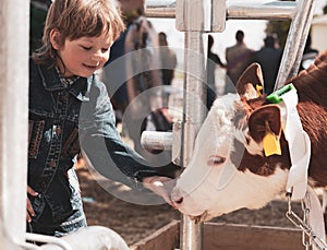 Child feeds brown calf