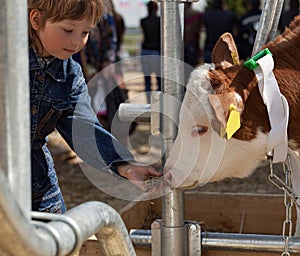 child feeds brown calf