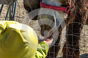 A child feeds a brown shaggy donkey from his hand. Domestic farm animals. Donkey in a paddock