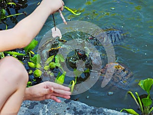 A child feeds a flock of redunwanted turtles floating in a green pond with pieces of meat strung on a twig